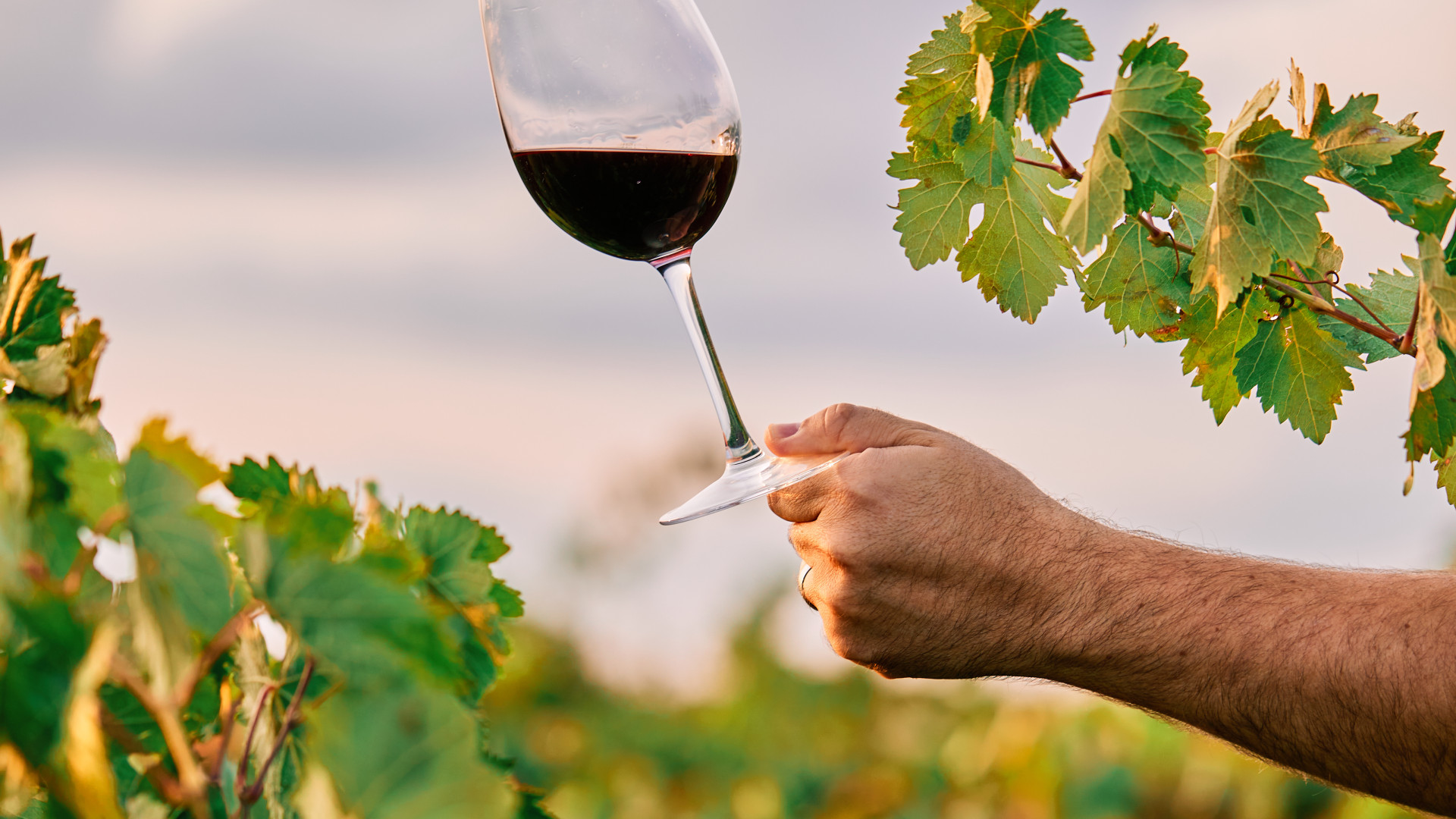 Vignobles de la Côte de Beaune : histoire, terroirs et secrets des grands vins blancs